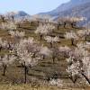 Almendros en flor - Albox