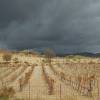 Viñedos de Alcolea. Fotografía de rocio_416